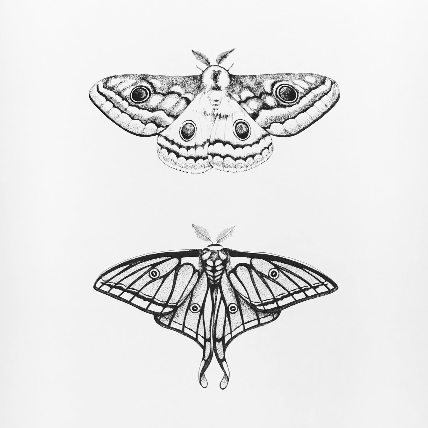 Moth Plate One