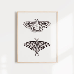 Moth Plate One