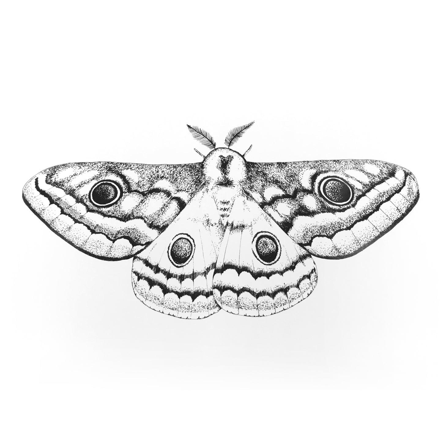 Emperor Moth