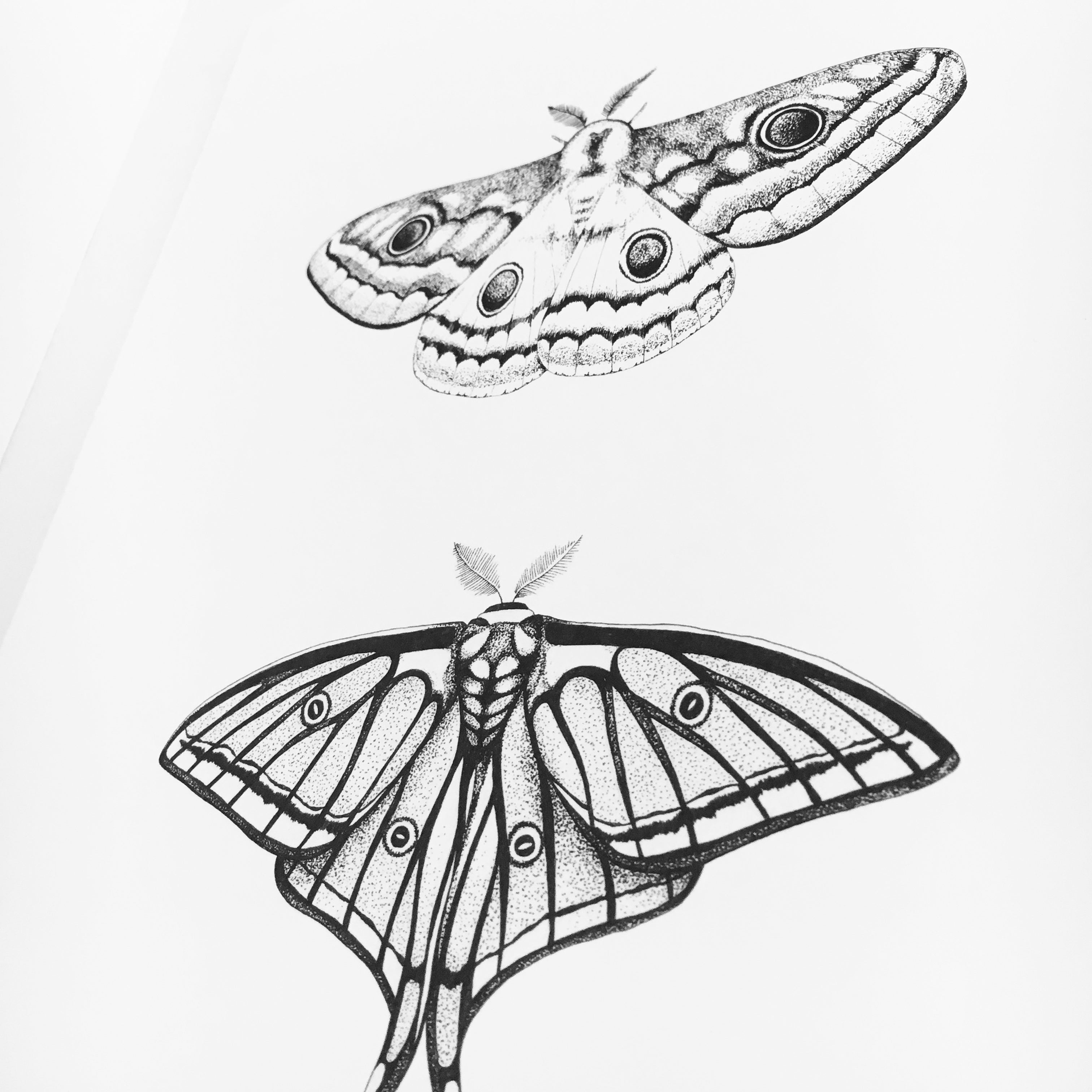 Moth Plate One